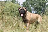 BULLMASTIFF 269